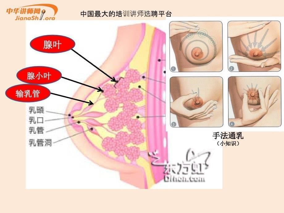 乳腺增生- 张镇鹏 -中华讲师网_第5页