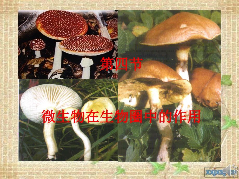 微生物在生物圈中的应用生物圈_第1页