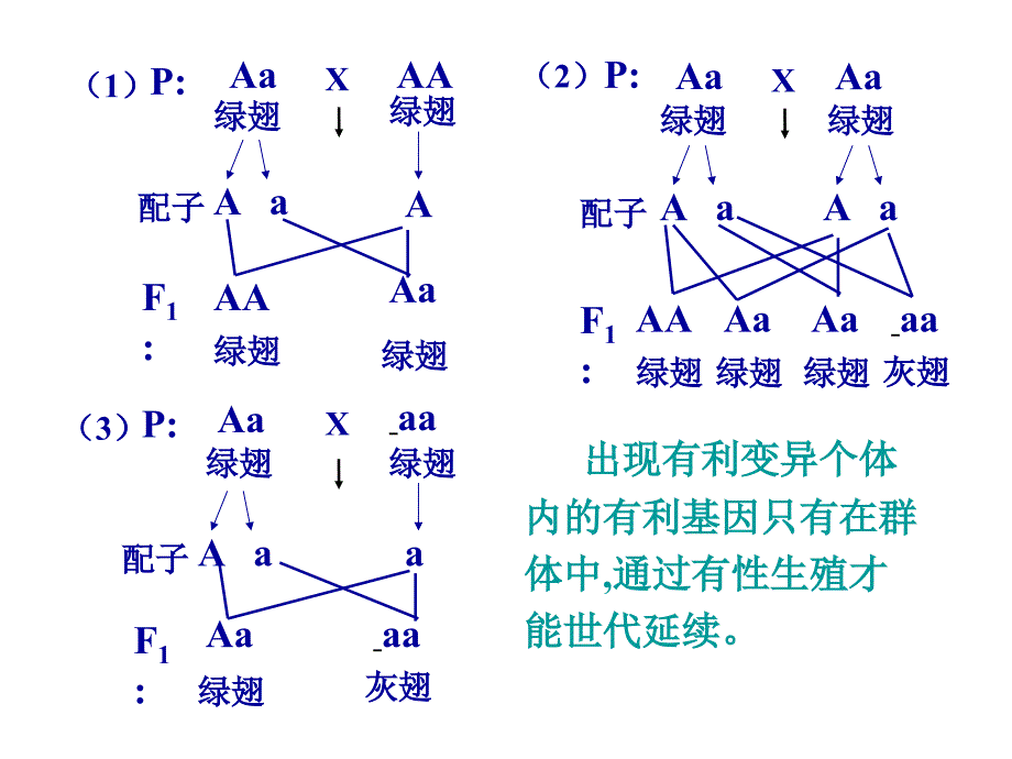 人教版教学课件现代生物进化理论主要内容二课件_第4页