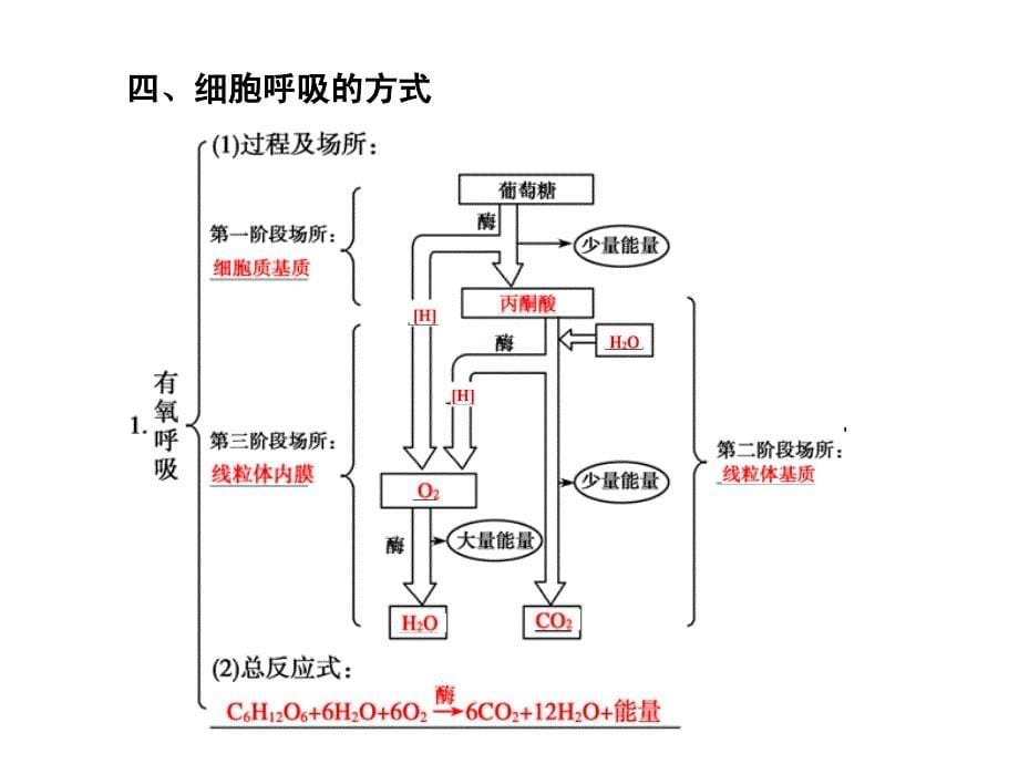 第10课时 细胞的能量“通货”—ATP  ATP的主要来源——细胞呼吸_第5页