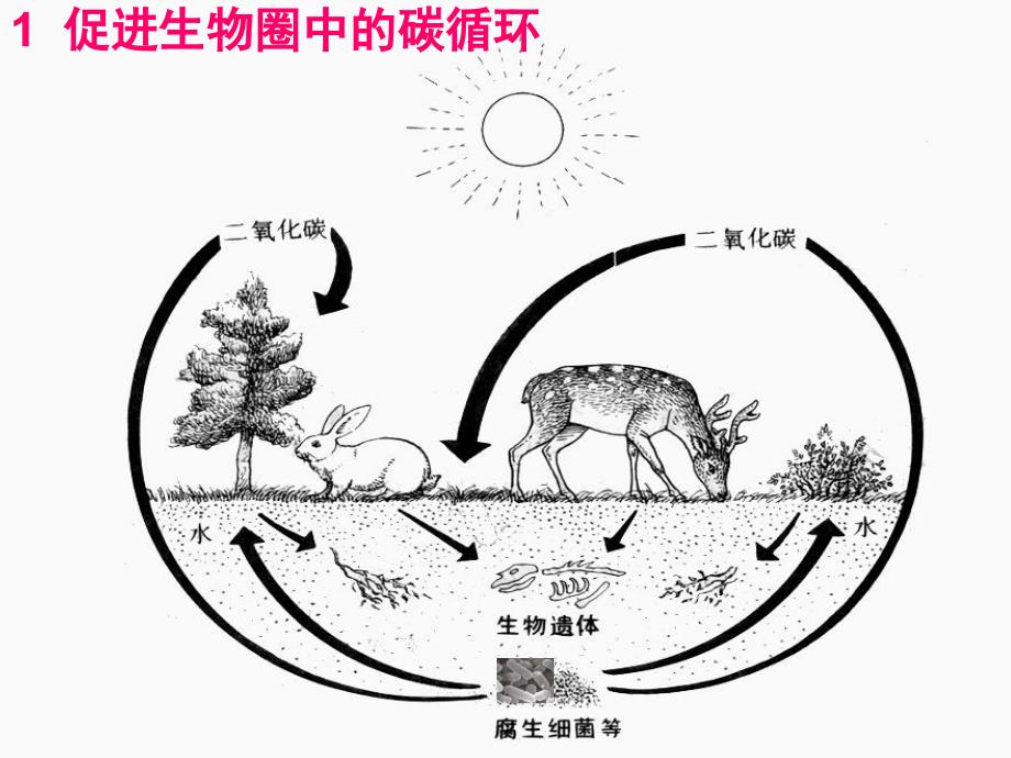 细菌真菌在生物圈中的作用课件(济南版七年级上)_第4页