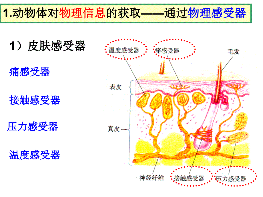 动物体对外界信息的获取_第2页