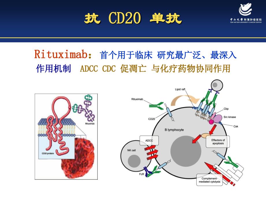 分子靶向治疗在淋巴瘤中的应用_第4页