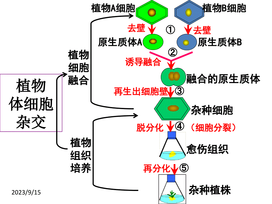 植物细胞工程的实际应用(_第2页