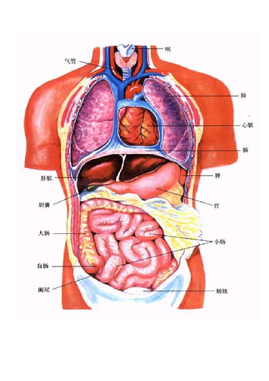人体内脏器官解剖图 2012制定_第1页