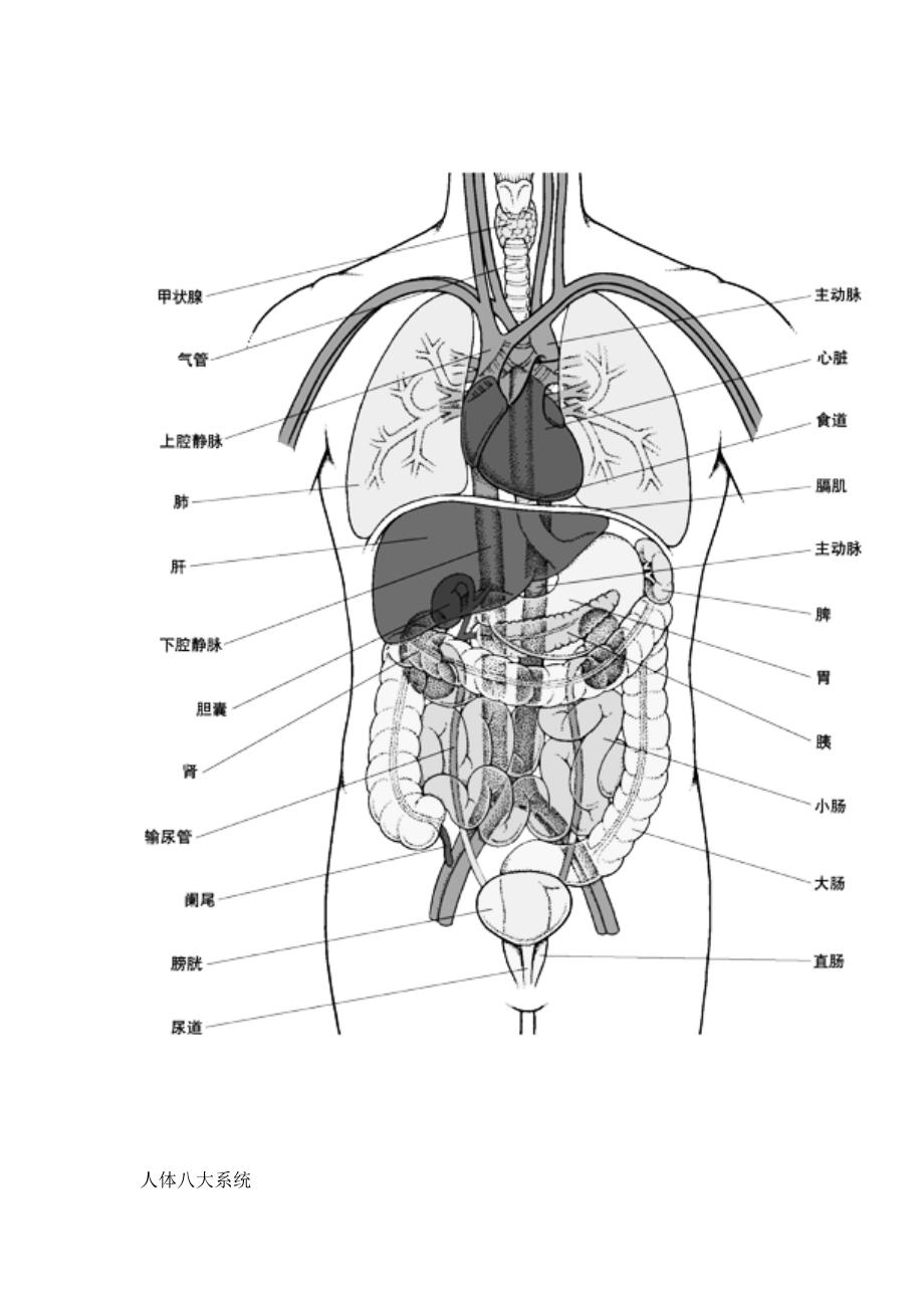 人体内脏器官解剖图 2012制定_第2页