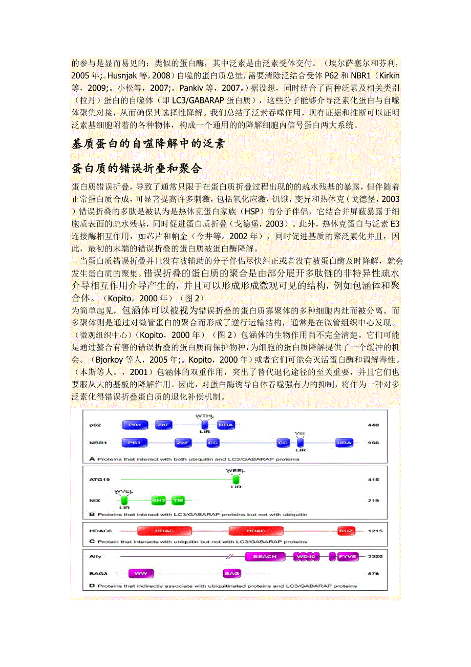 一个选择性的泛素的自噬作用(文献翻译)A_Role_for_Ubiquitin_in_Selective_Autophagy_第2页