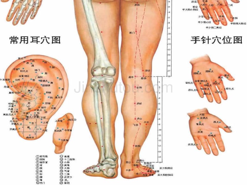 针灸人体穴位图大全_第5页