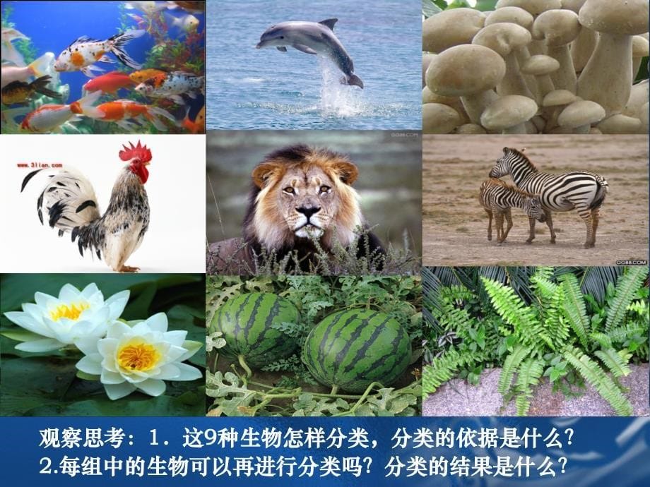 生物的分类课件ppt_第5页