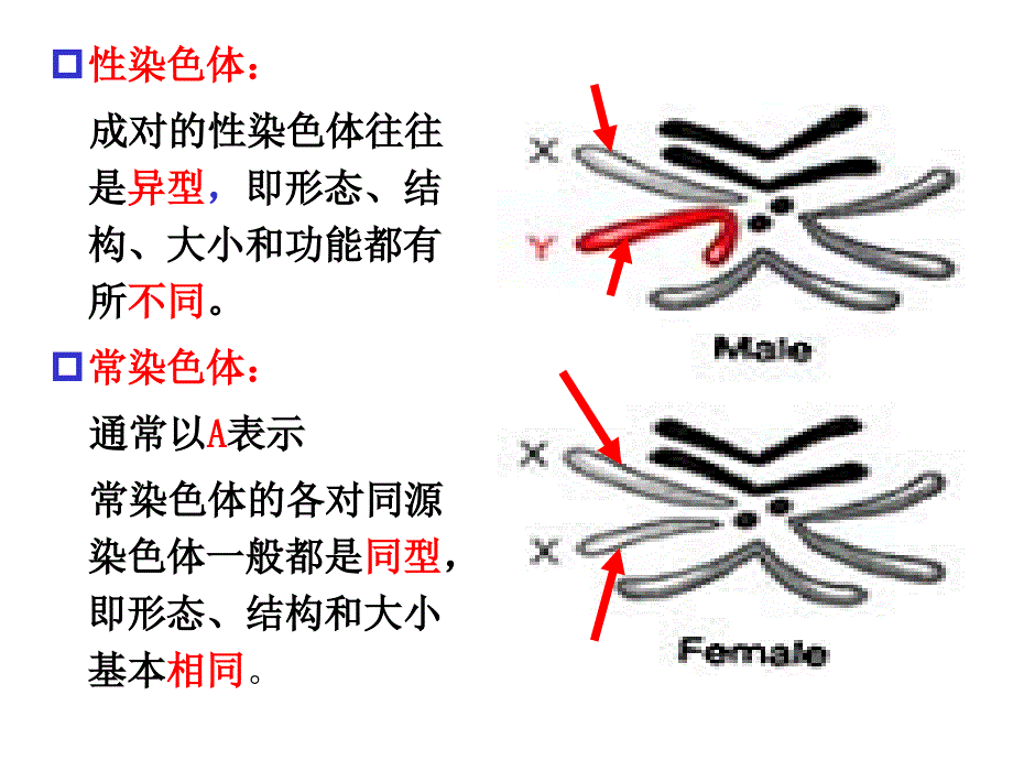 连锁交换与性连锁_第2页