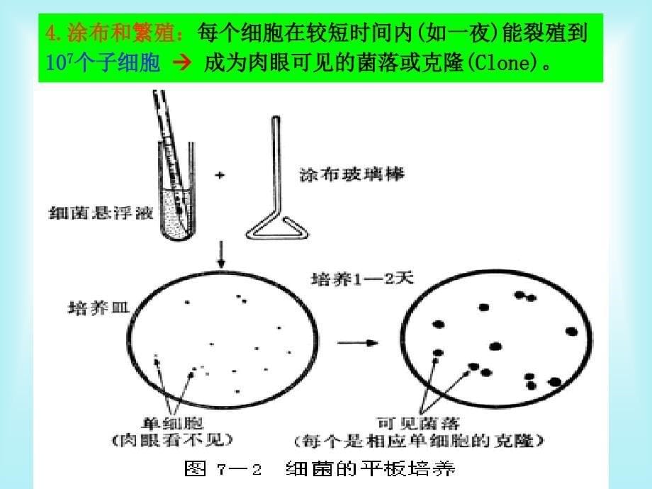 微生物遗传学_第5页