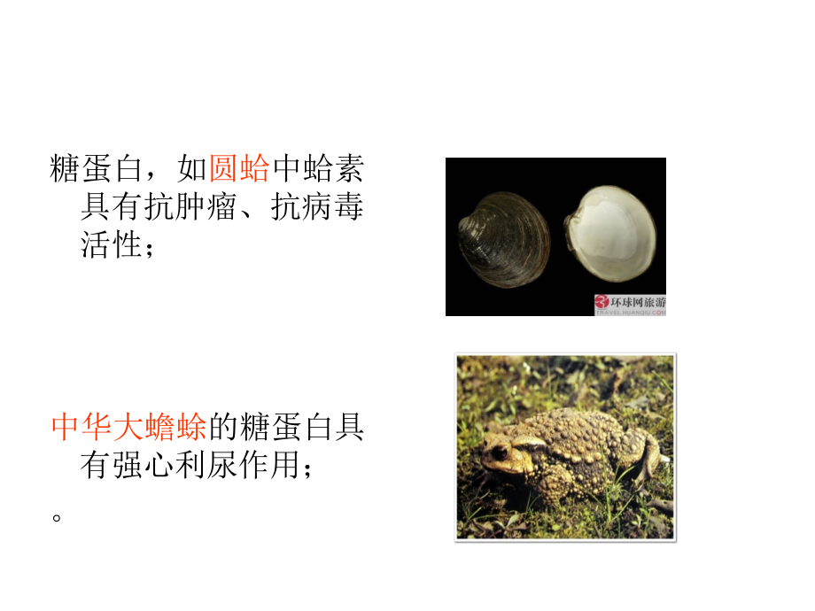 药用动物活性成分.ppt_第3页