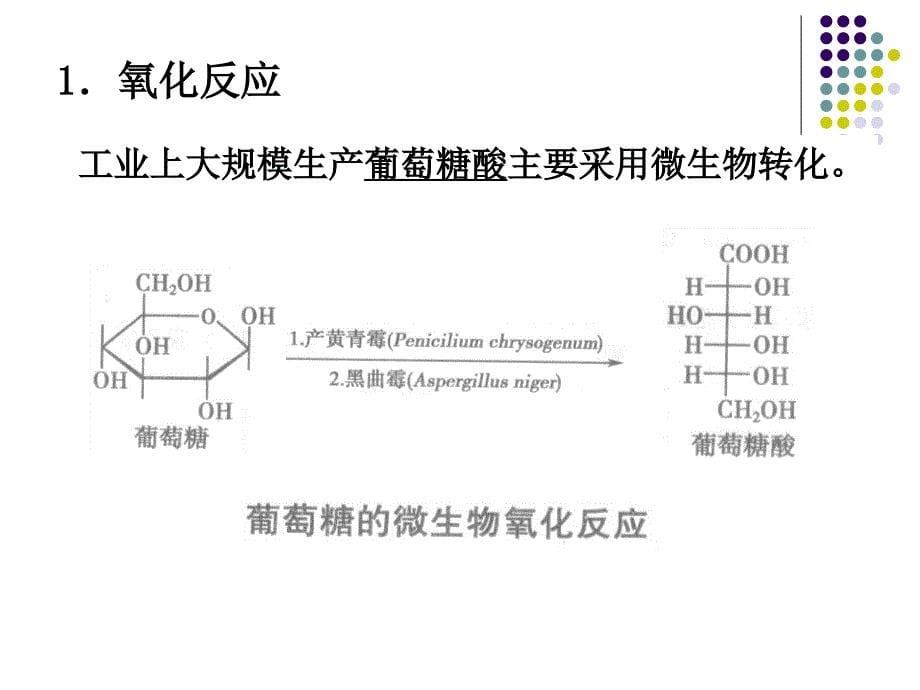 第八章 微生物转化_第5页