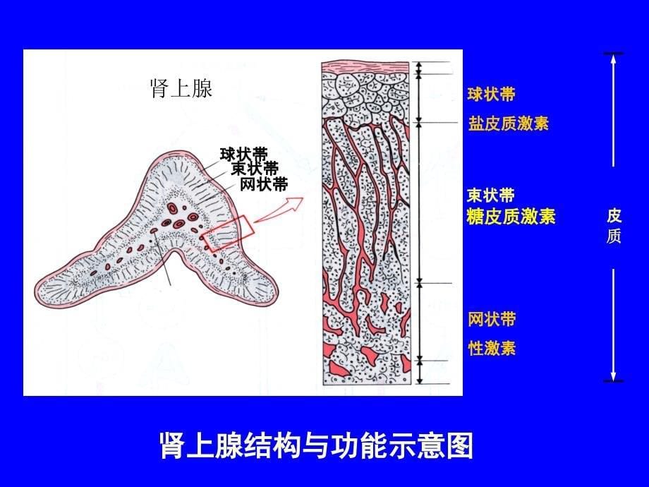 药理学课件26-肾上腺皮质激素类药物_第5页