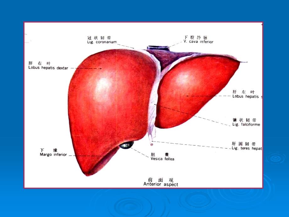 肝脏分段解剖影像学_第2页