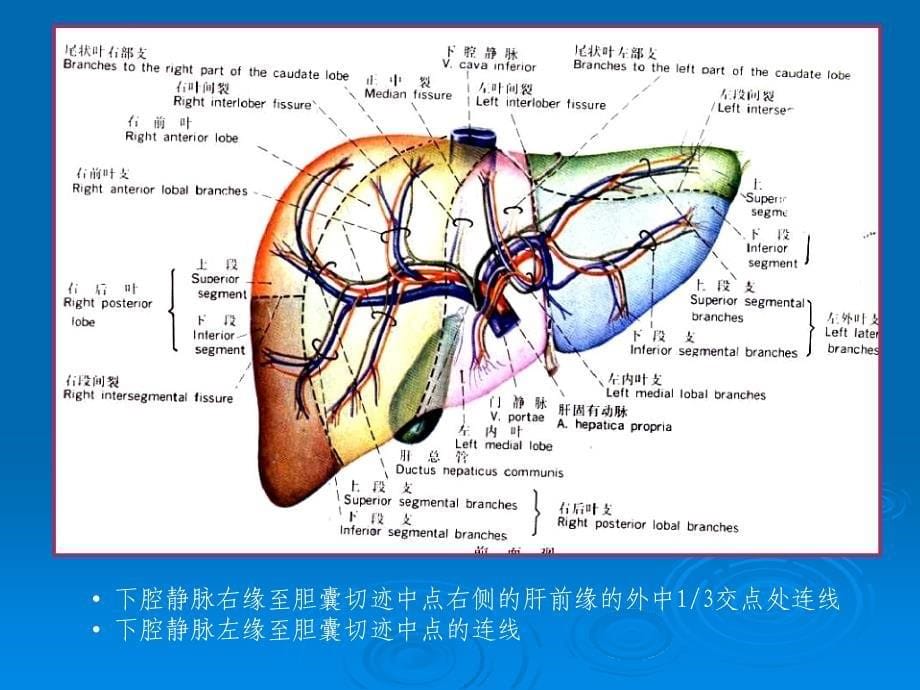 肝脏分段解剖影像学_第5页