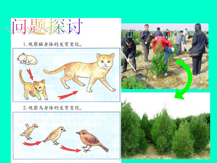 人教版教学课件第二节 细胞增殖[教学课件]_第3页