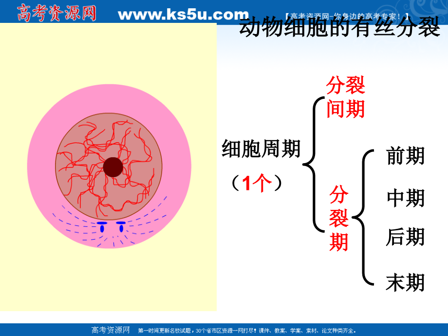 生物高考复习《遣传与进化》专题系列课件 《减数分裂与有性生殖细胞的形成》_第4页