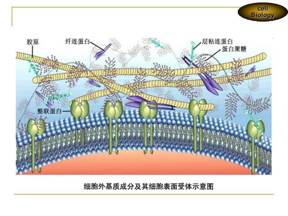 第十一章细胞外基质及其与细胞的相互作用.ppt_第5页