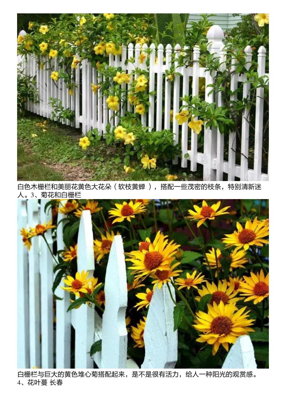 把花儿种在栅栏旁边,迷死了路过的花友_第2页