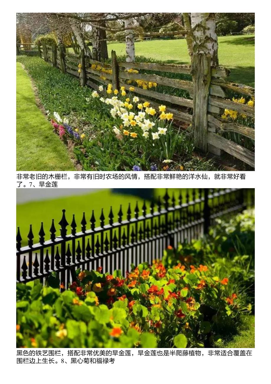 把花儿种在栅栏旁边,迷死了路过的花友_第4页