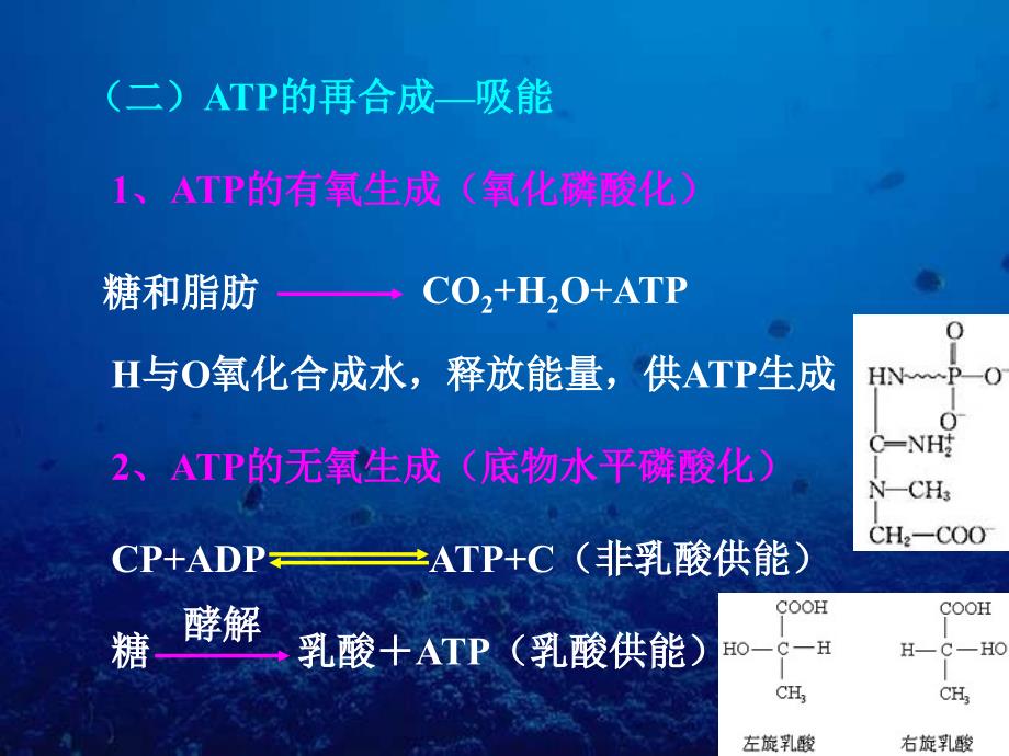 运动生理学第一章 能量供应_第3页