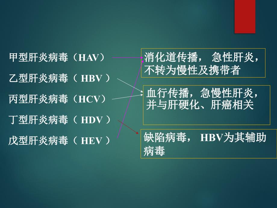 临床病原学-肝炎病毒_第4页