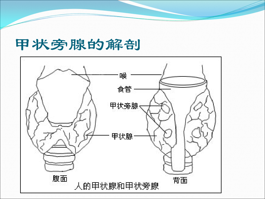 甲状旁腺功能(2)_第2页