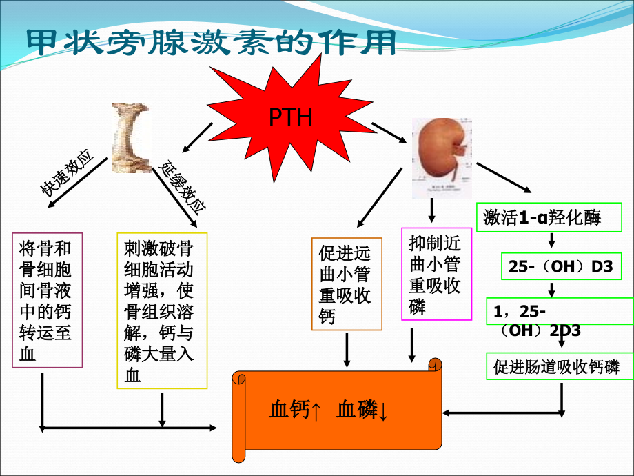 甲状旁腺功能(2)_第4页