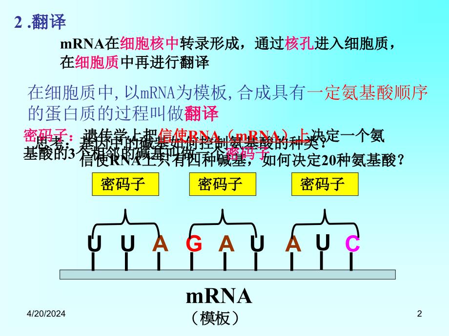 遗传信息的翻译费下载_第2页