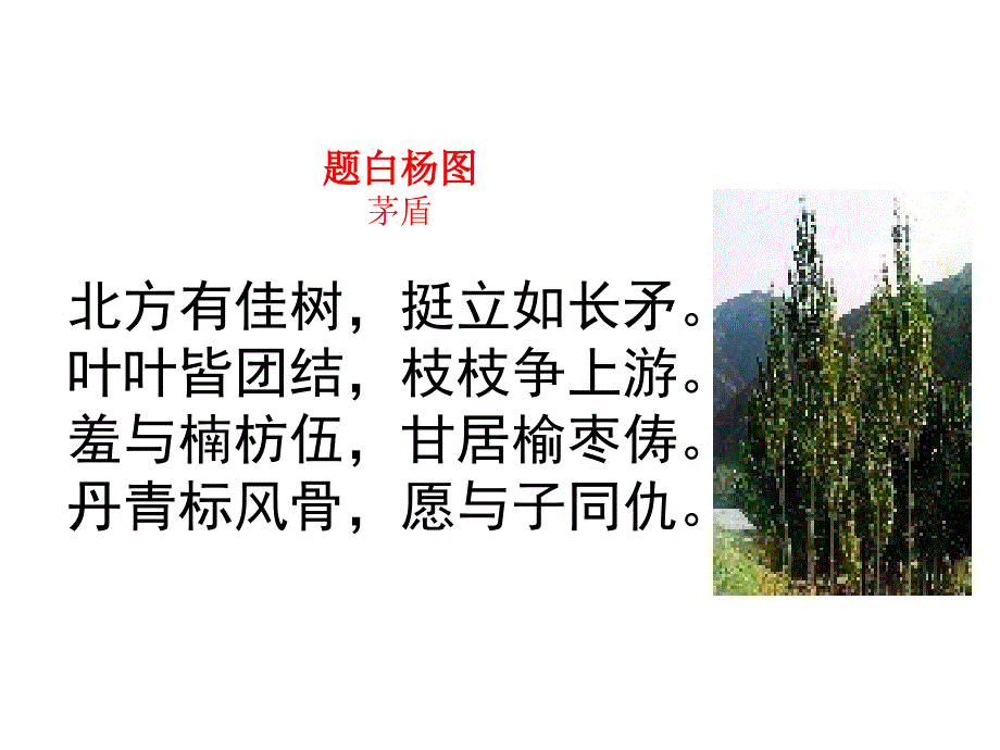 白杨礼赞课时一_第1页