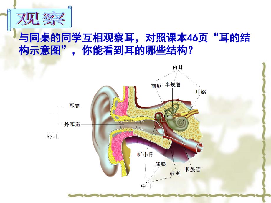 第二节 人体对信息的感知 二 耳与听觉_第3页