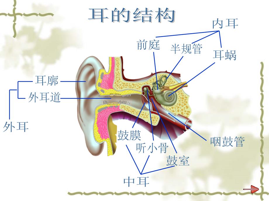 第二节 人体对信息的感知 二 耳与听觉_第4页