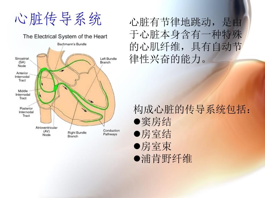 心脏的传到系统组成及_第1页