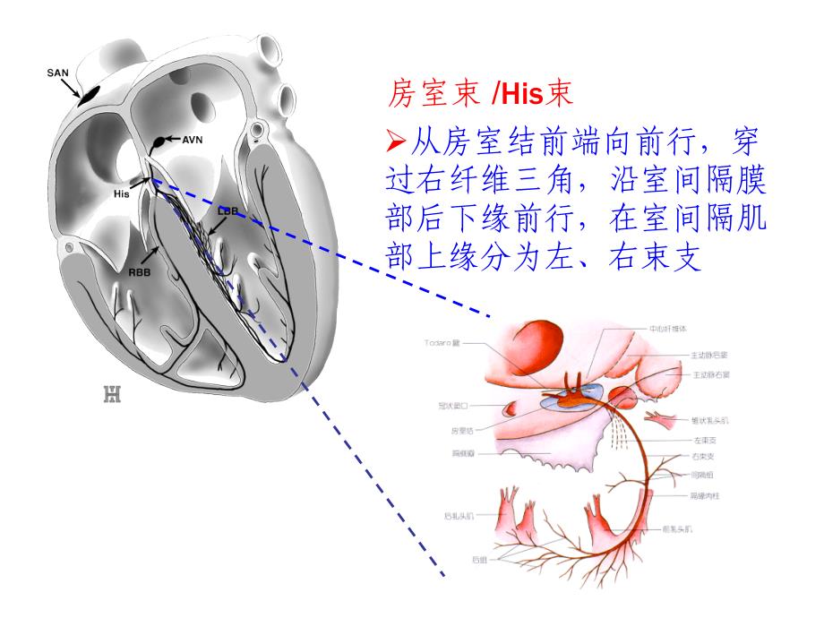 心脏的传到系统组成及_第4页