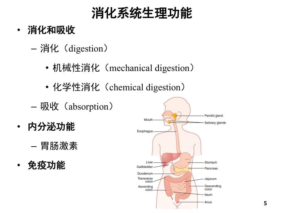 生理学课件 2016版06章 消化和吸收 人卫第八版 临床本科_第5页