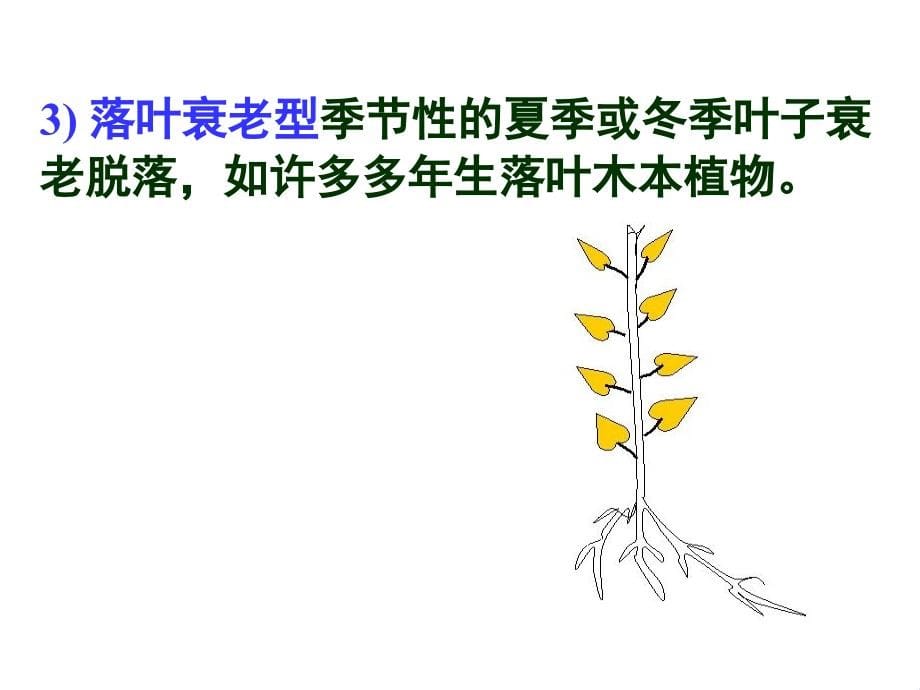 植物的衰老与器官脱落Senescence_第5页