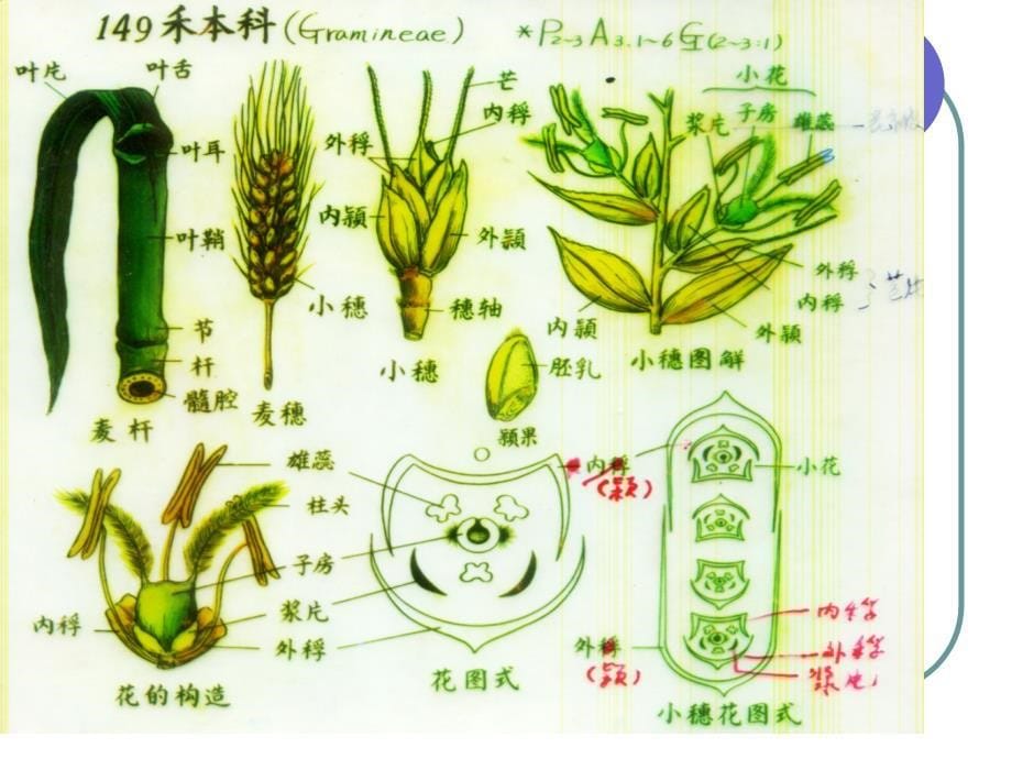 禾本科、莎草科_第5页