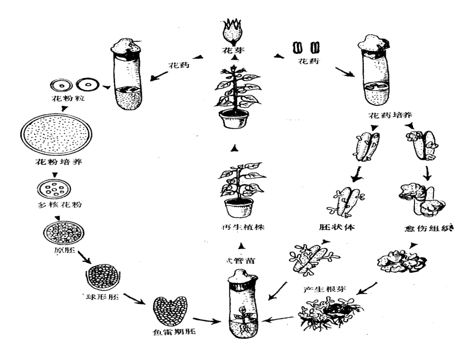 繁殖器官_第3页