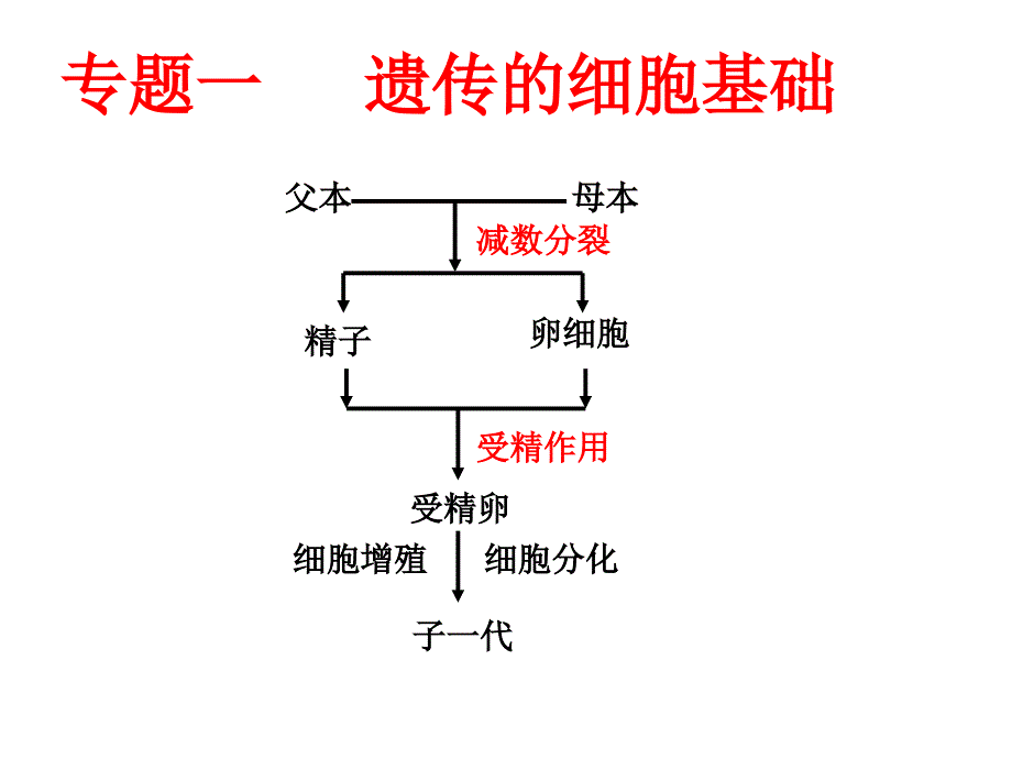 人教版教学课件【必修2专题一】遗传的细胞基础_第2页