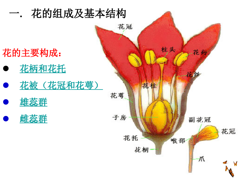 花的形态结构植物学_第3页
