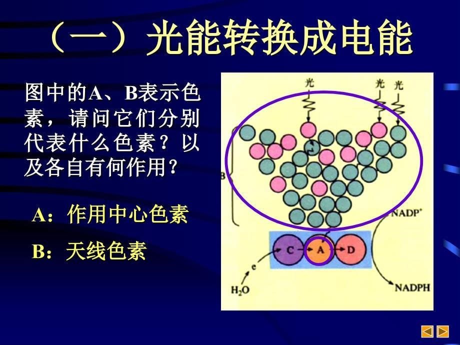 高三生物《光能在叶绿体中的转换》_第5页