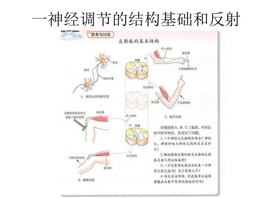 高三生物通过神经系统的调节_第2页