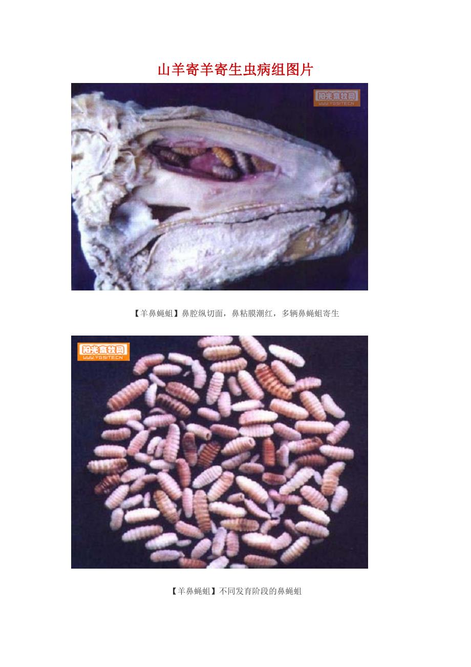 贵州省铜仁市石阡县山羊寄羊寄生虫病组图片(收集类)_第1页