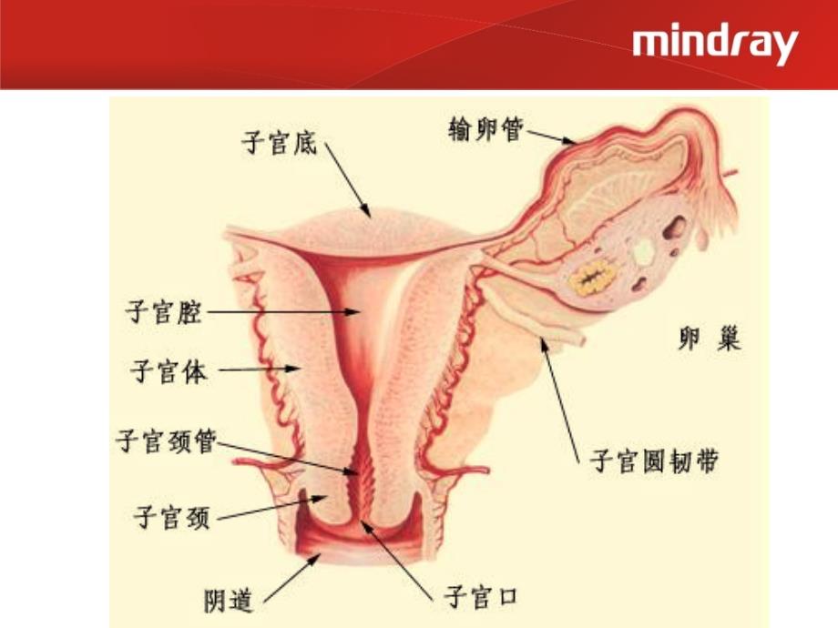 经阴道超声检查在妇产科疾病中的心得体会_第4页