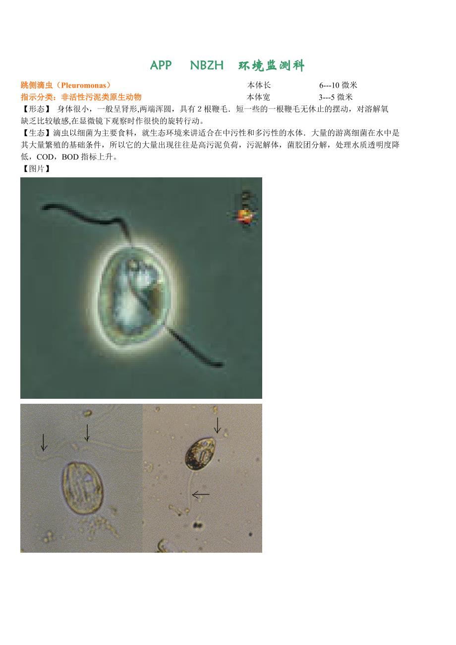 菌相(非活性污泥类原生动物)_第1页