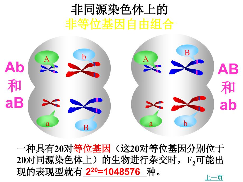 高一生物基因重组_第2页