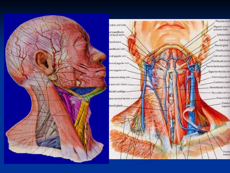 颈部与头部解剖_第3页