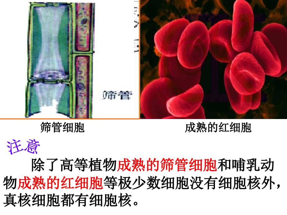 必修一细胞核系统的控制中心_第2页