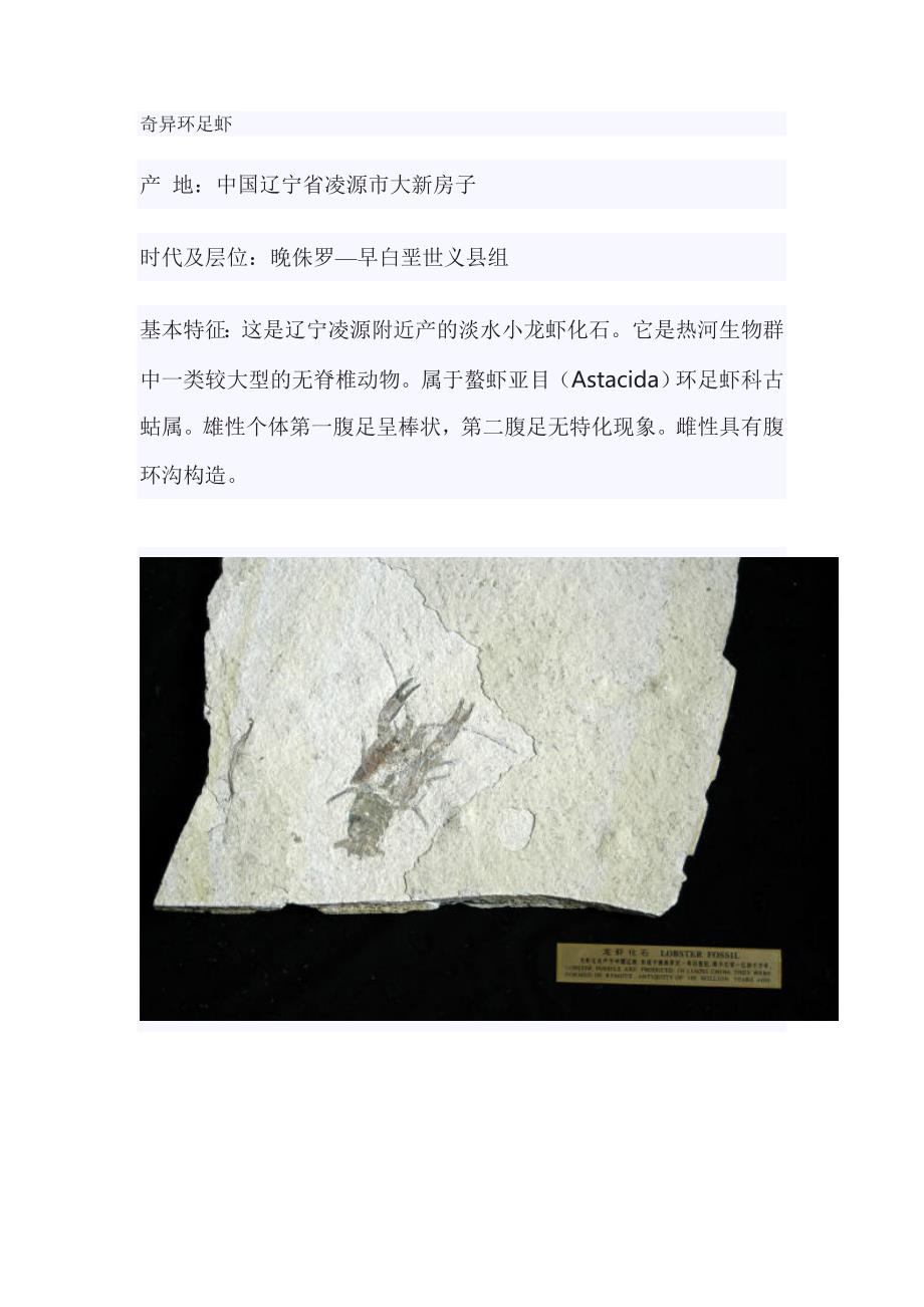 奇异环足虾_第1页